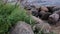 Large boulders by the river in summer. Wonderful scenic background near river