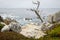 Large boulders with a twisty tree along the rocky coastline of California near Monterey and Big Sur, on a gloomy overcast day