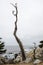 Large boulders with a twisty tree along the rocky coastline of California near Monterey and Big Sur, on a gloomy overcast day