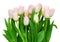 A large bouquet of flowers of white and pink tulips lily family, Liliaceae isolated on white background, including clipping path