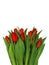 Large bouquet of fresh burgundy-red tulips, isolated on white ba