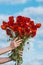 Large bouquet of red poppies in woman hands