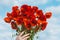 Large bouquet of red poppies in woman hands