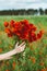 Large bouquet of red poppies in woman hands