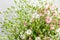 Large bouquet with small white and pink flowers of Gypsophila elegans, commonly known as showy baby`s-breath isolated on white bac