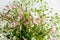 Large bouquet with small white and pink flowers of Gypsophila elegans, commonly known as showy baby`s-breath isolated on white bac