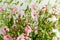 Large bouquet with small white and pink flowers of Gypsophila elegans, commonly known as showy baby`s-breath isolated on white bac