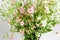 Large bouquet with small white and pink flowers of Gypsophila elegans, commonly known as showy baby`s-breath isolated on white bac