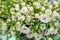 A large bouquet of white alstroemerias in a flower shop is sold as a gift box. The farmer`s market. Close up.