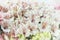 A large bouquet of white alstroemerias in a flower shop is sold as a gift box. The farmer`s market. Close up.