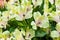 A large bouquet of white alstroemerias in a flower shop is sold as a gift box. The farmer`s market. Close up.
