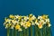 Large bouquet of yellow daffodils on an indigo background. Copy space. Can be used as a card, background for
