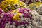 Large bouquets of multicolored chrysanthemums at a market in autumn for the holidays of souls