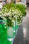 Large bouquets of white alstroemerias in high transparent glass vases store sold in the form of gift wrapping. The farmer`s marke