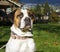 Large Boxer Dog