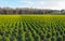 Large boxwood nursery on a sunny day in winter