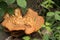 Large Bracket Fungus Inonotus dryadeus