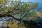 Large branch of arbutus tree hangs down into clear green shallows of Saanich inlet