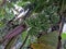 A large branch of bananas on banana tree of Bangladesh.