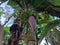 A large branch of bananas on banana tree of Bangladesh.