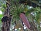 A large branch of bananas on banana tree of Bangladesh.