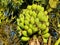 A large branch of bananas on banana tree of Bangladesh.