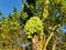 A large branch of bananas on banana tree of Bangladesh.