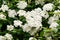 Large branch with delicate white flowers of Spiraea nipponica Snowmound shrub in full bloom