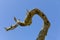 Large branch of driftwood isolated against a blue sky, twisted wood with moss and lichen, abstract