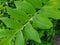 large branch of a green plant with green leaves.