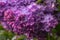 Large branch of purple lilac tree