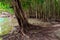 Large branched roots of a tropical tree near the lake