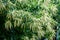 Large branches with decorative green flowers and leaves of Sweet chestnut tree latin Castanea sativa in a British garden in a su