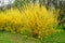 Large branches of a large bush of yellow flowers of Forsythia plant known as Easter tree, or shrub in a garden in a sunny spring