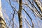 Large branches of trees in early spring against the sky