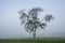 A large branching tree in the center of the frame, in the early foggy morning
