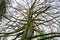 large branchy tree with moss on the trunk