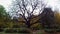 A large branchy tree in the park