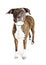 Large Breed Dog Brindle Coat Standing Over White