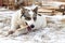 A large breedless dog lies on the grass with the first snow and gnaws a stick.