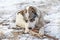 A large breedless dog lies on the grass with the first snow and gnaws a stick.