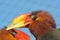 Large bright colorful hornbills