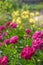 Large bright crimson peony