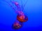 Large bright jellyfishes swimming in the water of aquarium