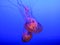 Large bright jellyfishes swimming in the water of aquarium