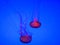 Large bright jellyfishes swimming in the water of aquarium