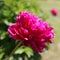 Large Bright Magenta Peony Flower