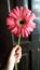 large bright pink gerbera daisy hand held