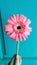 large bright pink gerbera daisy hand held and green background