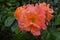 Large Bright Pink & Orange Winter-land Blossoming Rose Flower